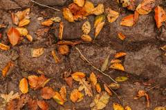 01-november-2025-X20-Badkamers-Trofee_-Koppenbergcross_-Oudenaarde-10-AM-34M-17S-C-Lars-Crommelinck-