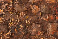 01-november-2025-X20-Badkamers-Trofee_-Koppenbergcross_-Oudenaarde-10-AM-37M-40S-C-Lars-Crommelinck-