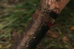 01-november-2025-X20-Badkamers-Trofee_-Koppenbergcross_-Oudenaarde-12-PM-38M-51S-C-Lars-Crommelinck-2