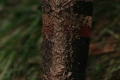 01-november-2025-X20-Badkamers-Trofee_-Koppenbergcross_-Oudenaarde-12-PM-38M-51S-C-Lars-Crommelinck-3