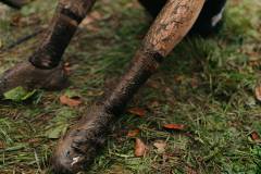 01-november-2025-X20-Badkamers-Trofee_-Koppenbergcross_-Oudenaarde-12-PM-38M-52S-C-Lars-Crommelinck-