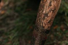 01-november-2025-X20-Badkamers-Trofee_-Koppenbergcross_-Oudenaarde-12-PM-38M-53S-C-Lars-Crommelinck-