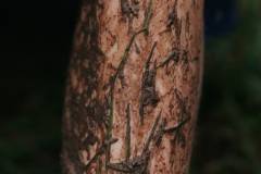 01-november-2025-X20-Badkamers-Trofee_-Koppenbergcross_-Oudenaarde-12-PM-39M-10S-C-Lars-Crommelinck-